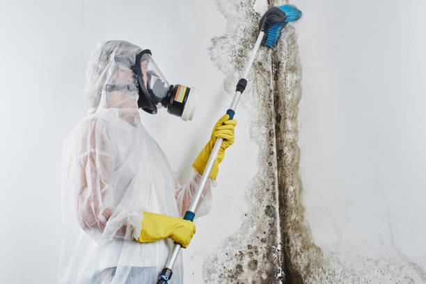 Best Residential Mold Remediation in Coburg, OR