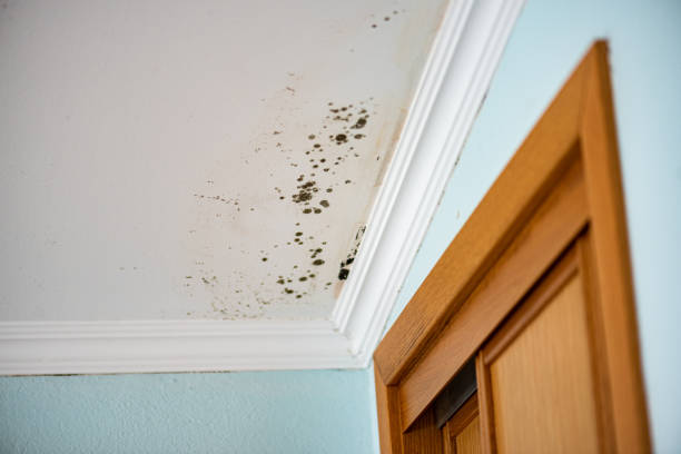 Best Preventive Mold Services in Coburg, OR