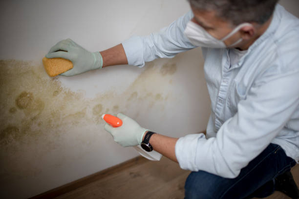 Professional Mold Remediation in Coburg, OR