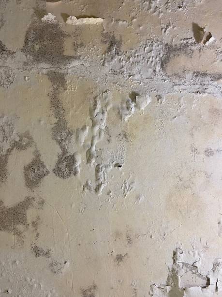 Best Residential Mold Remediation in Coburg, OR