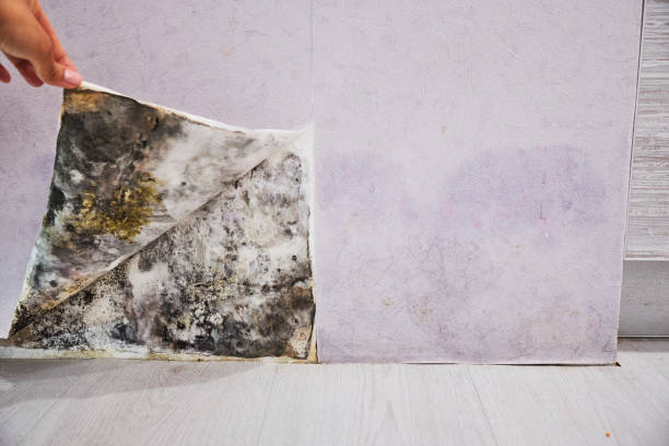 Best Insurance-Related Mold Remediation in Coburg, OR